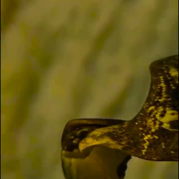 Parwaz hai dono ki isi ak faza mn