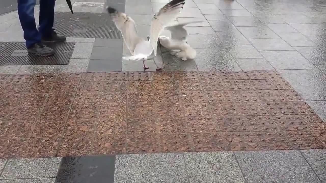 2 Seagulls Square Off!