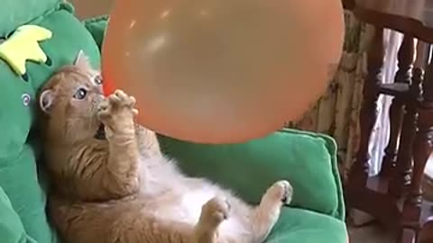 Cat blowing balloon