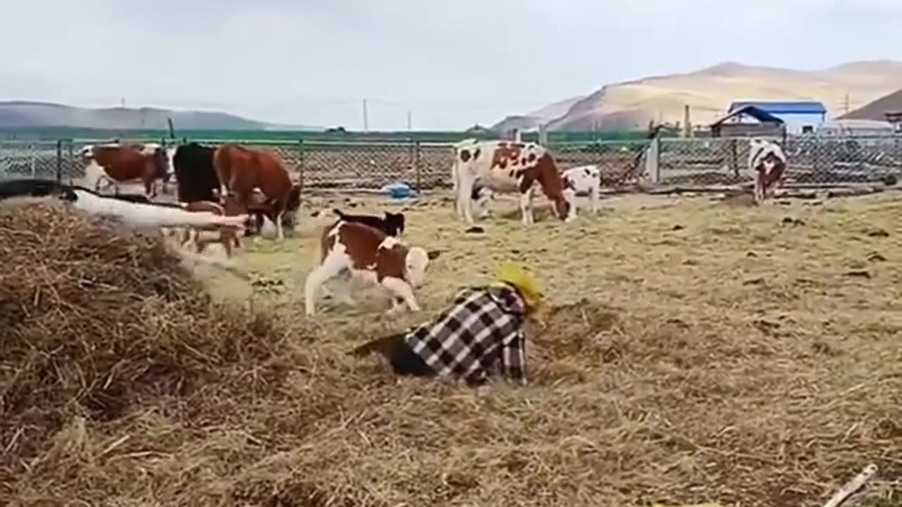 Cow Funny Video