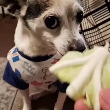 Don't Joke with me 😂🐶🤣 | Rude Dog vs Human 🐶