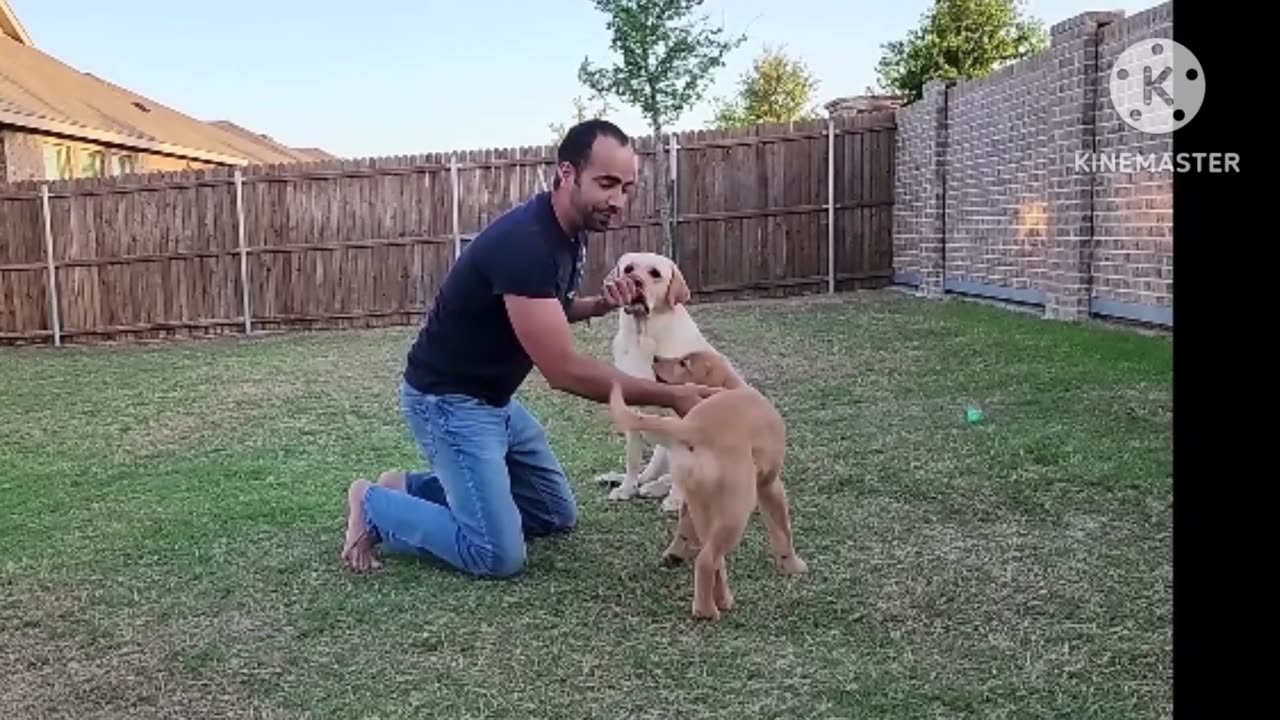 First time my golden dog training.. 🐶