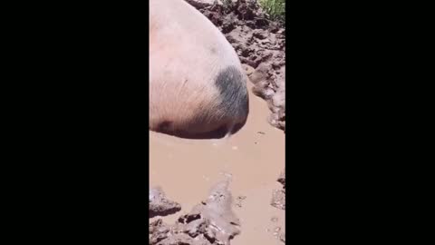 pigs that like to stay in the water