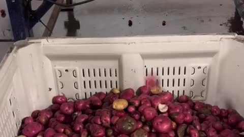 Today I learned some people have never had red potatoes before