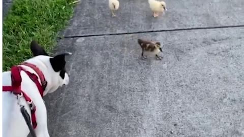 These unlikely dog and duck friendships are teaching us that differences don't matter ❤️😍