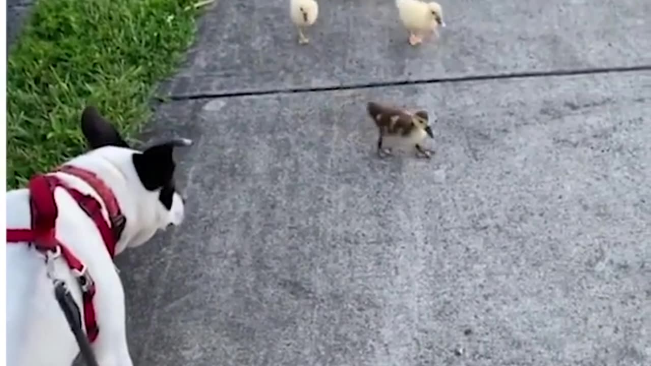 These unlikely dog and duck friendships are teaching us that differences don't matter ❤️😍