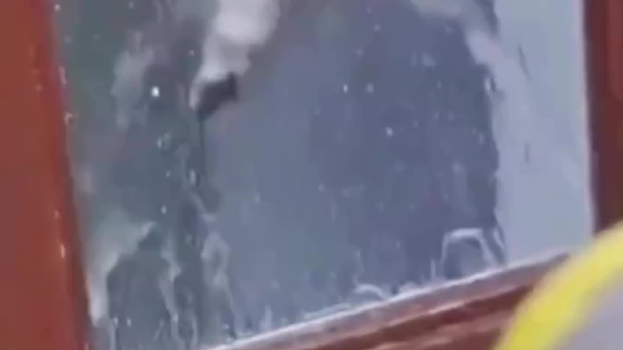 Cat funny video 😂😂