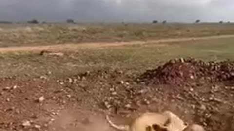 Lioness Protect the Cubs from young Male 😱🦁