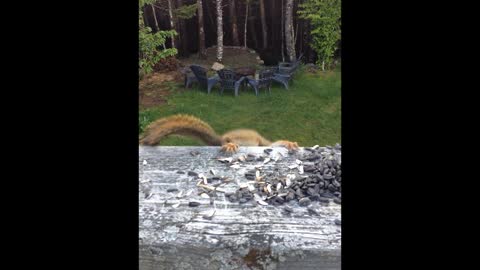 Lovely hungry squirrel eating nuts