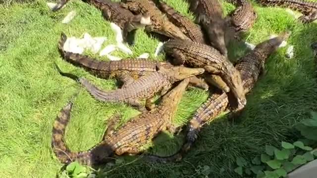 Croc feeding frenzy at @primitivepredator 🐊