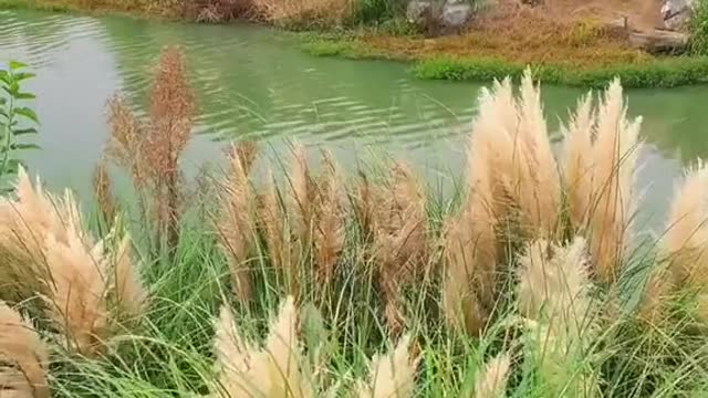 # autumn # wind # novelty # beauty # foryou # tiktok # scenery # sceneryvideos