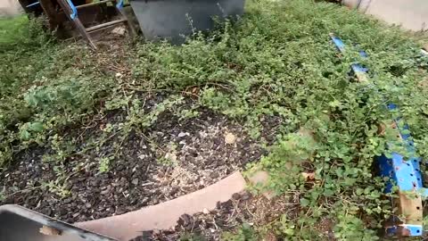 Baby Tortoises Hatching Out of the Ground-20