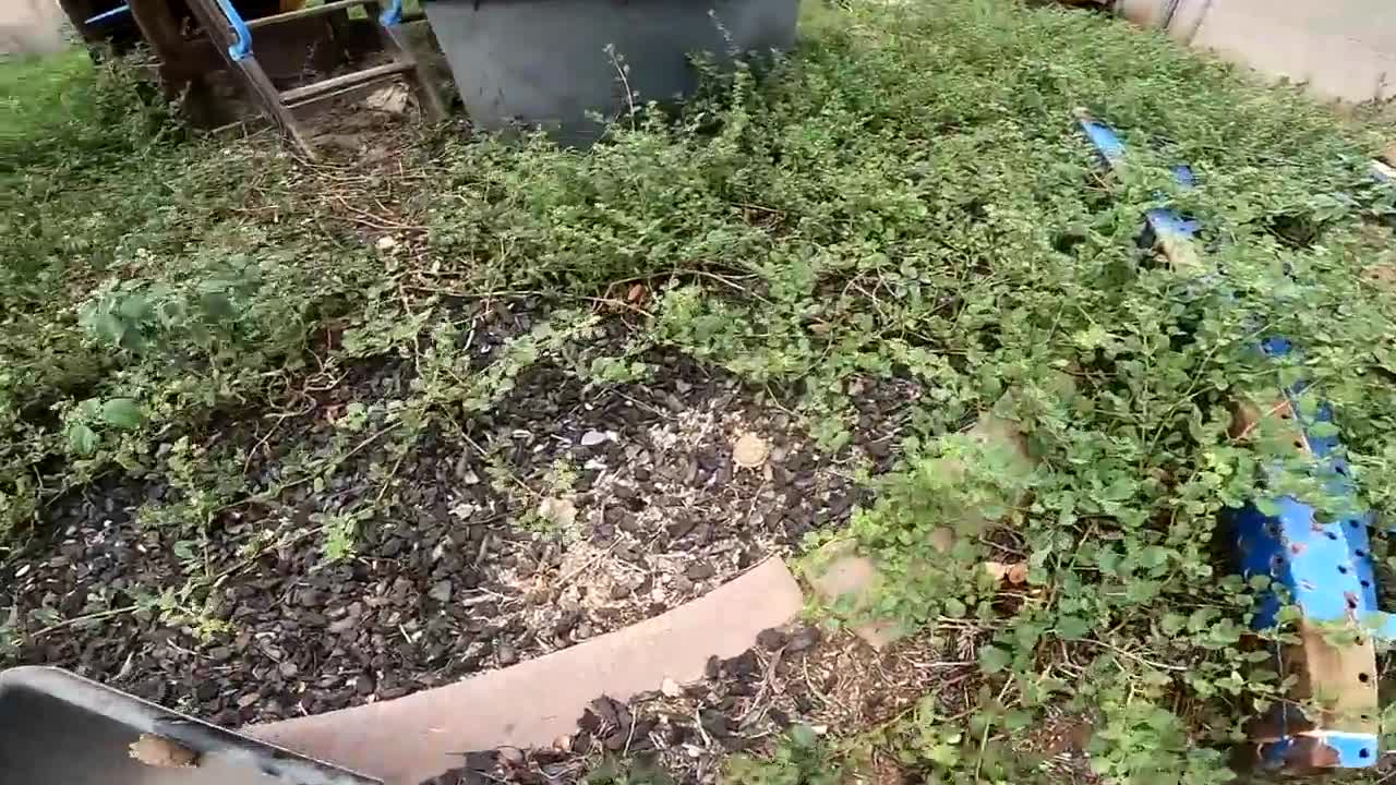 Baby Tortoises Hatching Out of the Ground-20