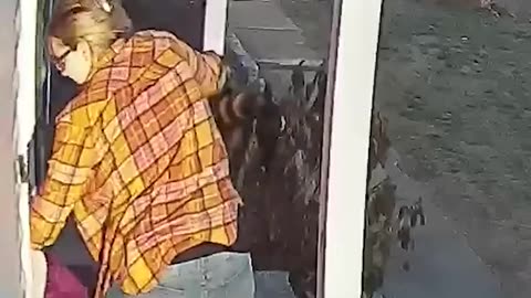 Wild animal Raccoon attack