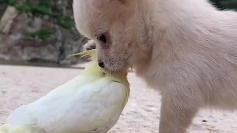 video dog