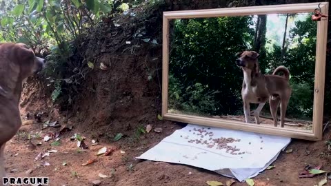 funny reactions of dog :after seeing mirror for the first time/funny video