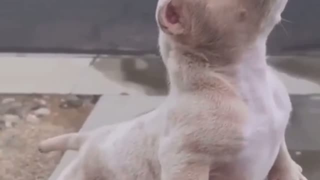 dog cut