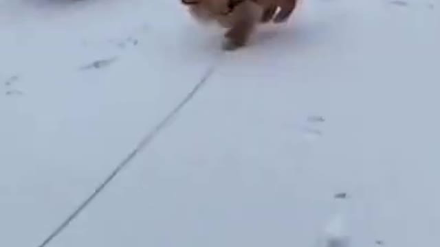 Dog loves the snow