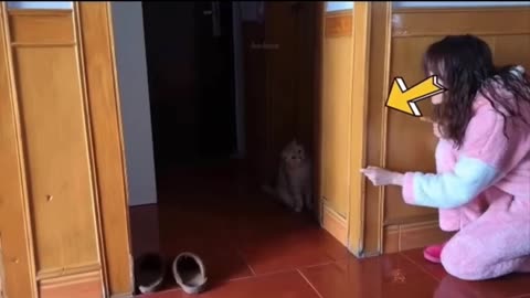 Cute cats funny videos