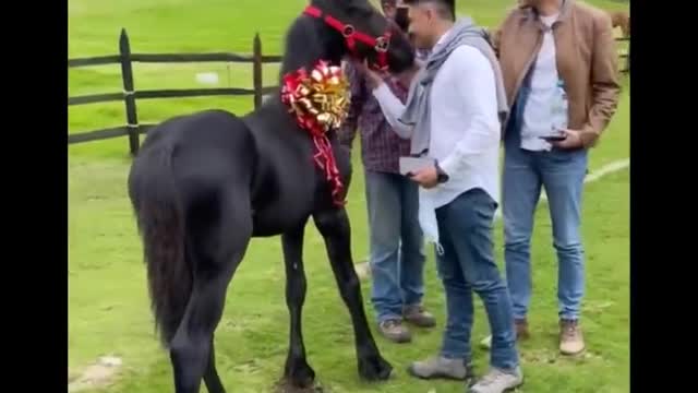 Horse SOO Cute! Cute And funny horse Videos Compilation cute moment #22
