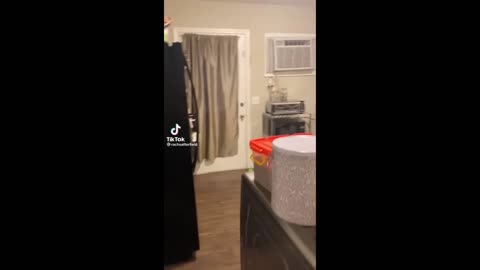 Try Not To Laugh Dogs And Cats 😁 - Best Funniest Animals Video 2023