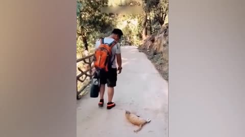 Funny pets Part 4