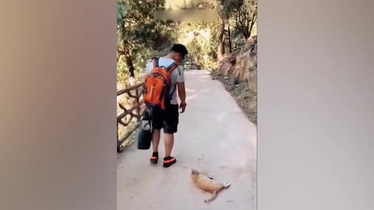 Funny pets Part 4