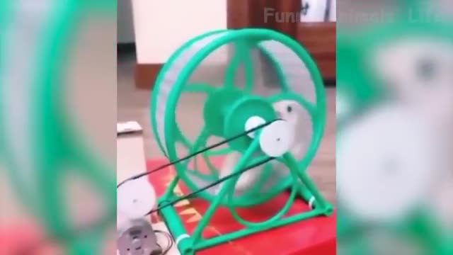 Funnist Animal Videos 2022 😁 - Funny Dogs And Cats Videos 🥰😺