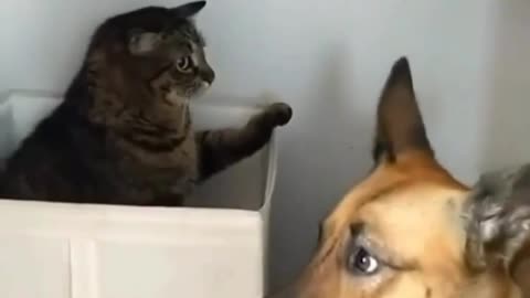 Dog Vs Cat