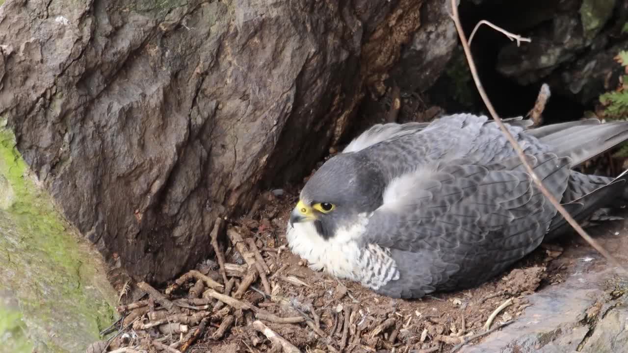 The Brutal Hawk Rips Wild Animals| Summary Of Hawk's Most Terrifying Attacks With Wild Animals