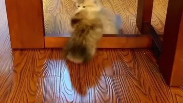 🥹🥹🥹 #cat #cats #of