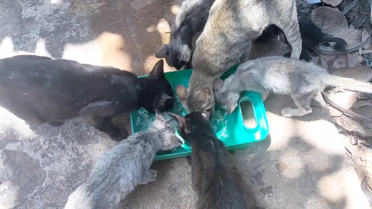 FUNNY ANIMAL PET VIDEO - Cats and kittens eating rice