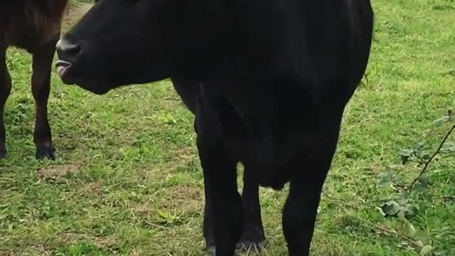 Oprah says 'talk to the tongue'