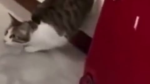 fastest cat gets slap FUNNY VIDEO