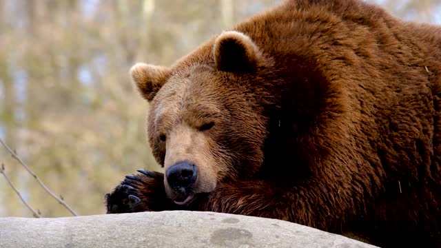 Bear resting and sleeping for the day