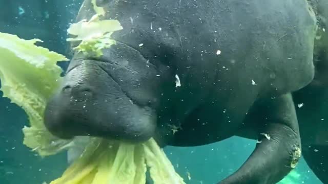 Manatees