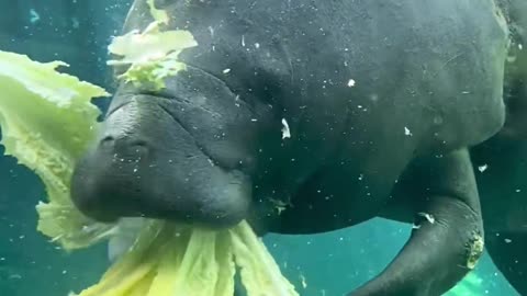 Manatees