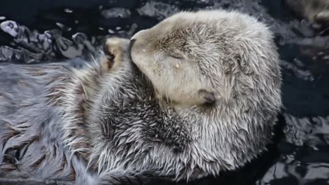 Bears Playing In Water