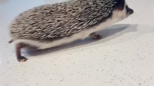 Cowboy Hedgehog