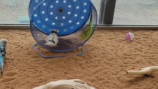 Parakeets Spin on Wheel at Pet Store