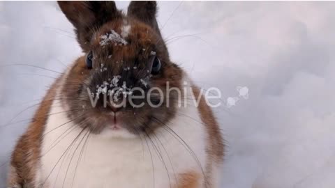 A Cute Bunny Wiggle Its Nose