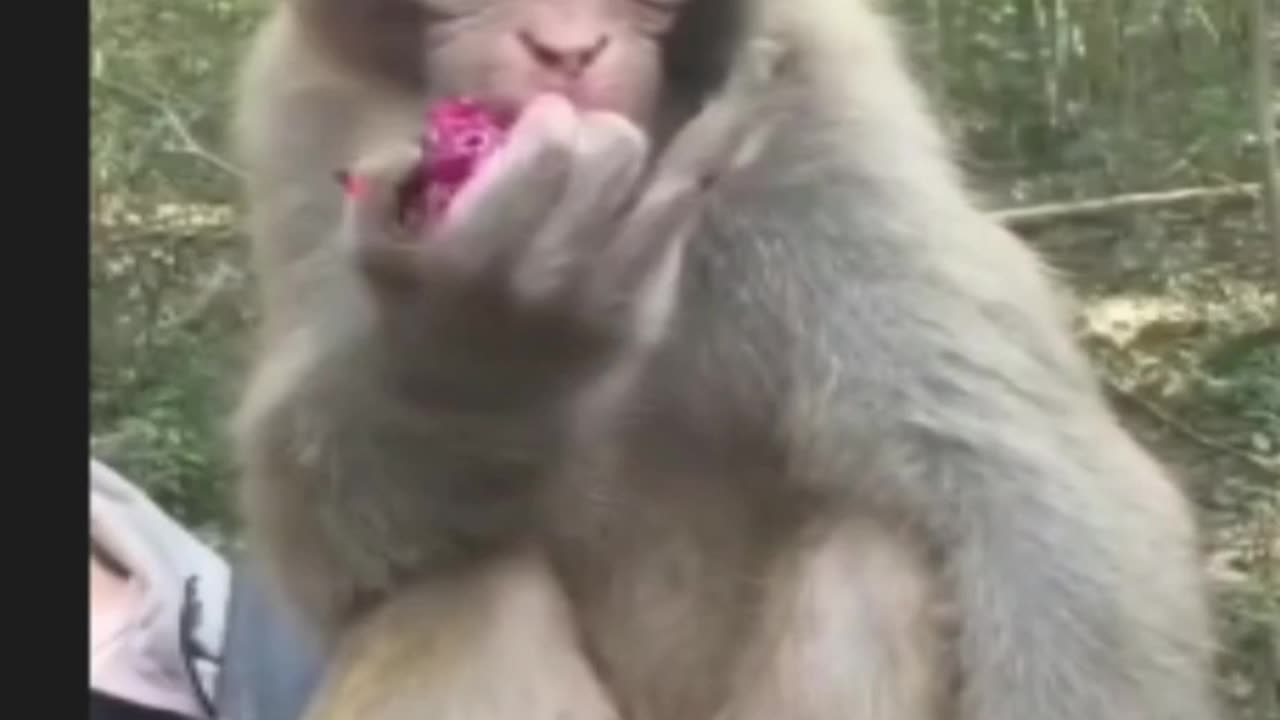 Cute monkey