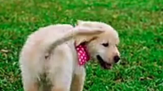 Cute Dog Playing Video #shorts