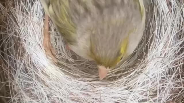 Feeding baby canaries is amazing