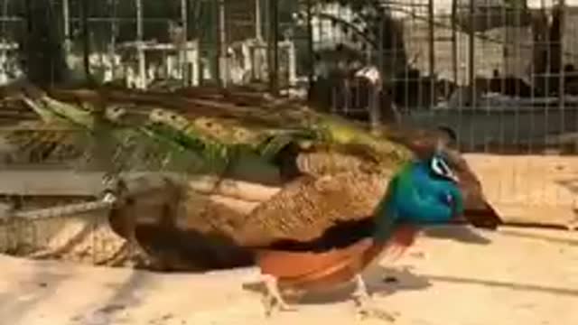 Peacock dance