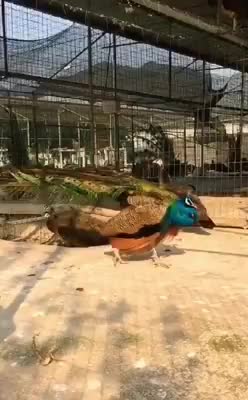 Peacock dance