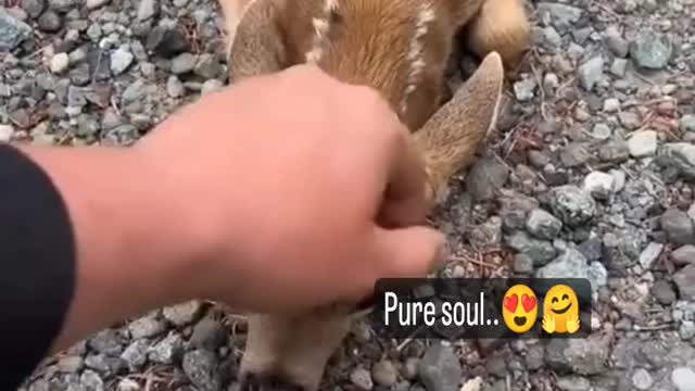 Lovable moment of baby deer.