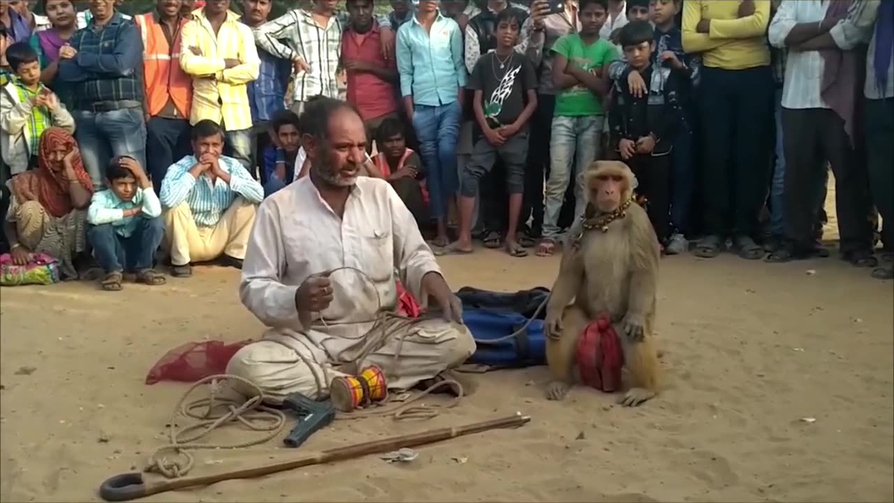 Monkey earn money for owner