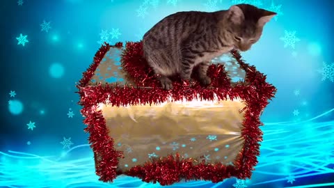 Christmas Cats Video Compilation.