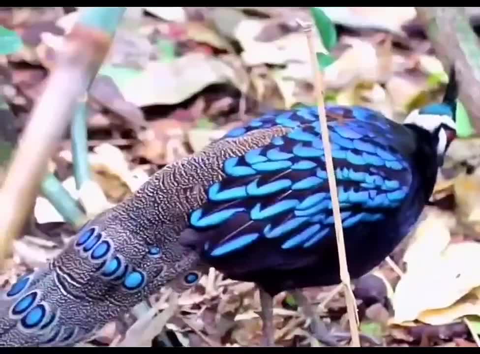 Top 10 Most Beautiful birds Animals Protect birds wonderful animals